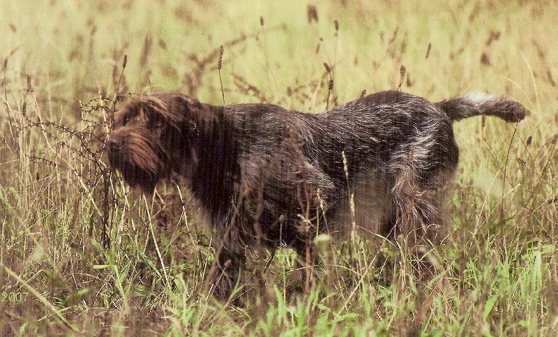 Orka du Mas du Jonquier