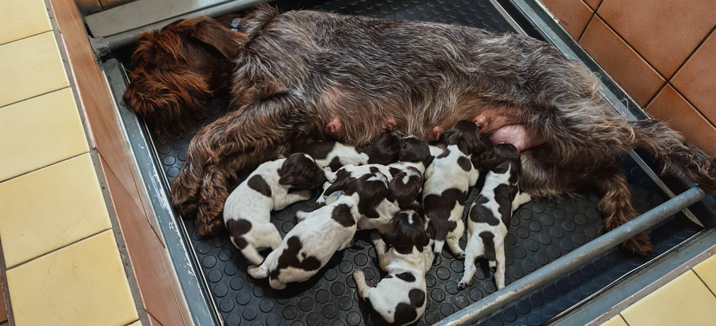 Naissance des chiots le 2 janvier 2026
