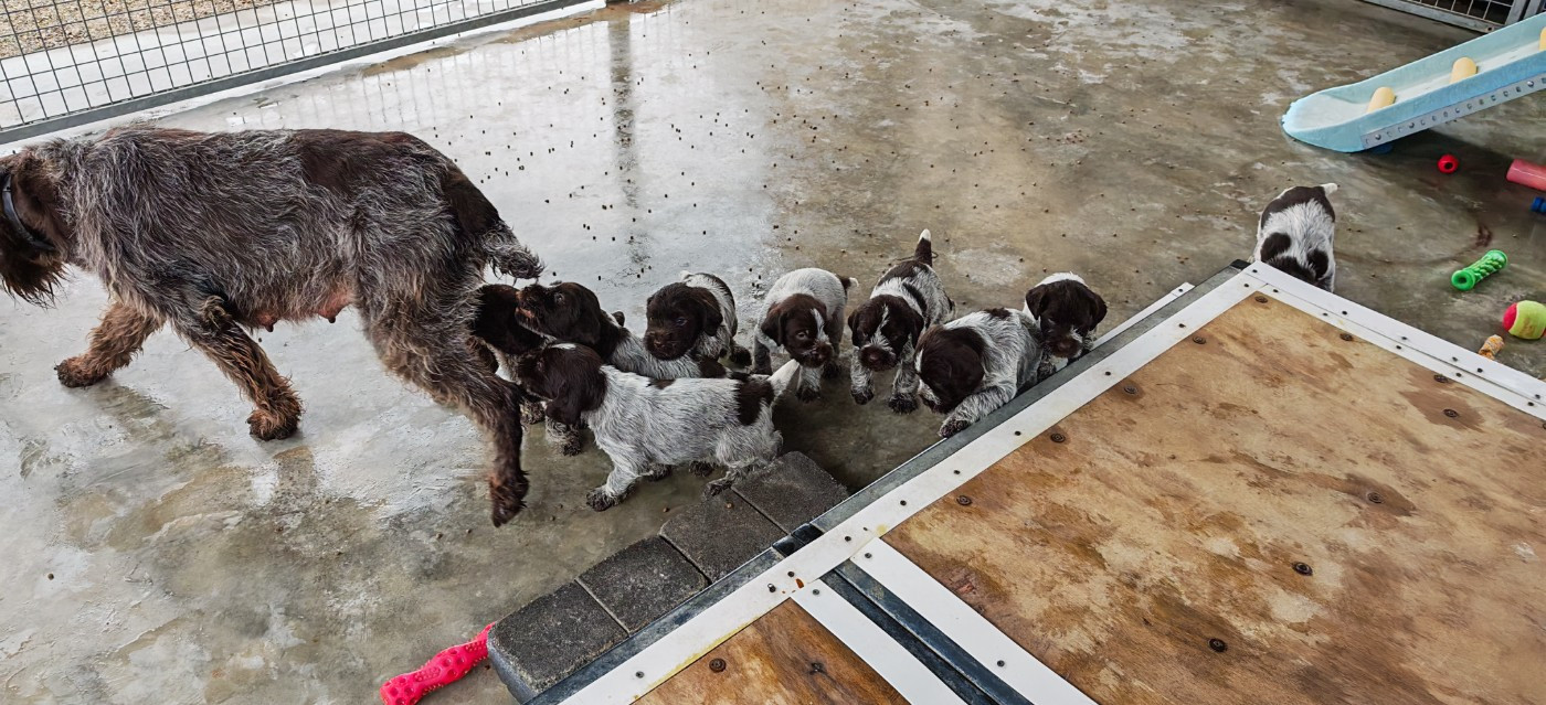 Naissance des chiots le 2 janvier 2026