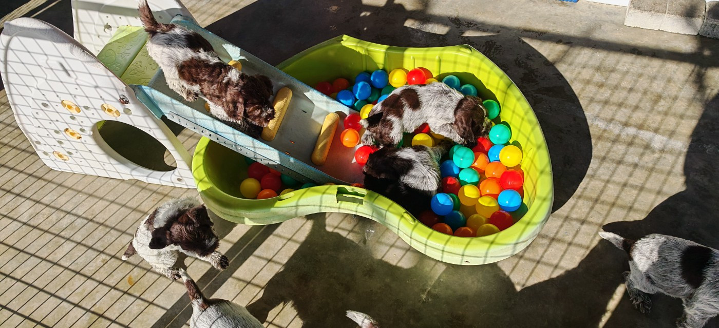 Chiots griffon KORTHALS nés le 2 JANVIER 2026