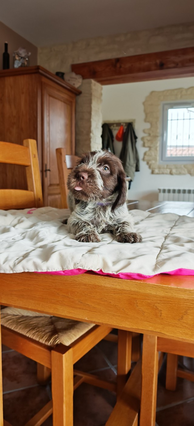 du Mas du Jonquier - Chiot griffon KORTHALS mâle né le 2 JANVIER 2026