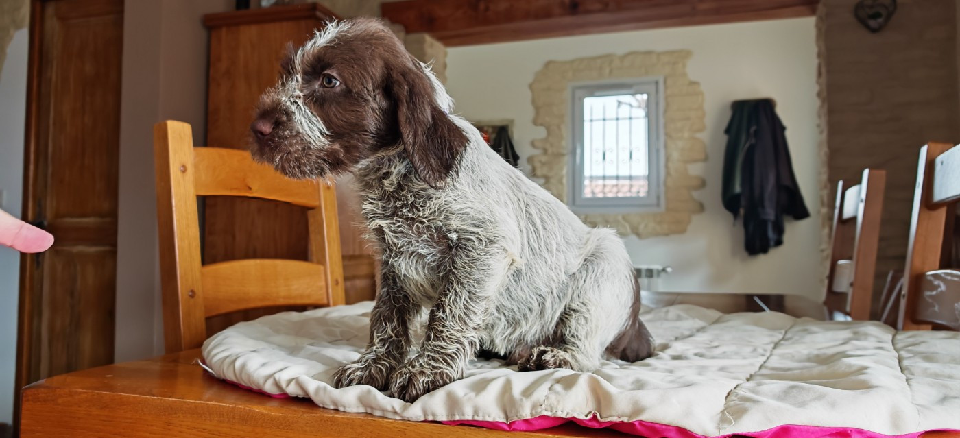 Chiot griffon KORTHALS mâle né le 2 JANVIER 2026