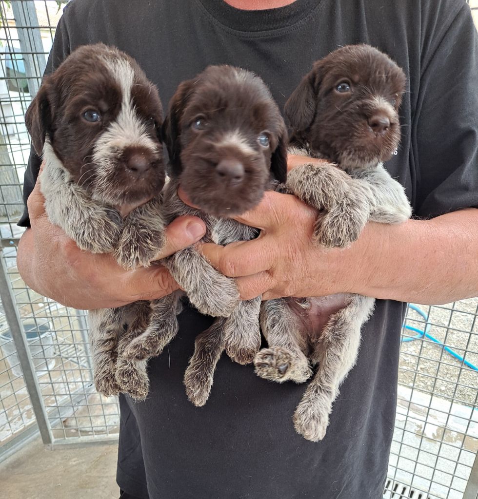 Chiots griffon KORTHALS Mâles disp à réserver, plus de femelles 