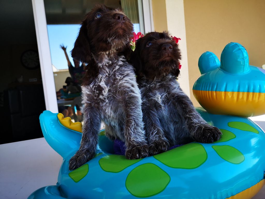 Chiots griffon KORTHALS Mâles disp à réserver, plus de femelles 