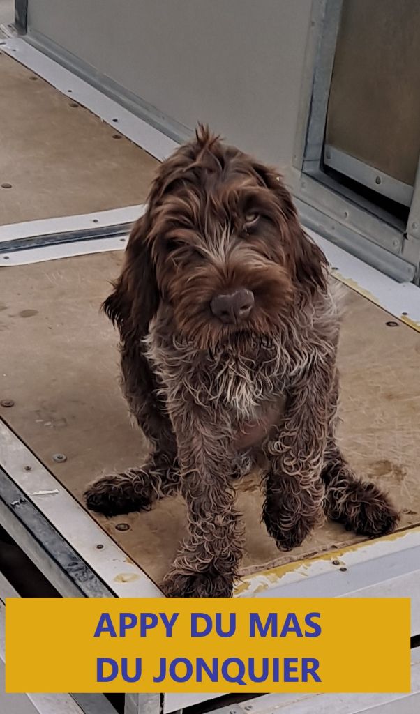 1 Chiot mâle griffon KORTHALS LOF disponible de suite.